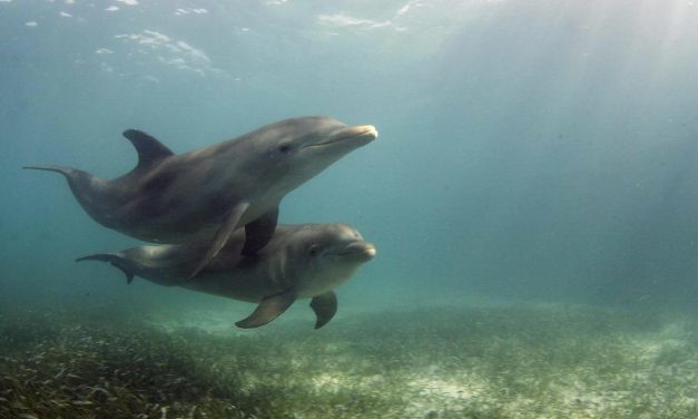 Crean una sistema que permitirá comunicarse con los delfines