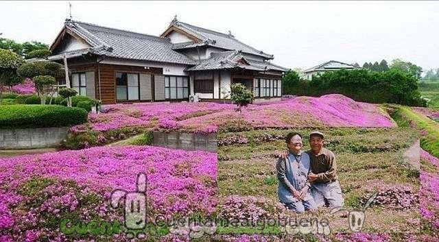 Planta 7.000 flores en su jardín para sorprender a su esposa ciega