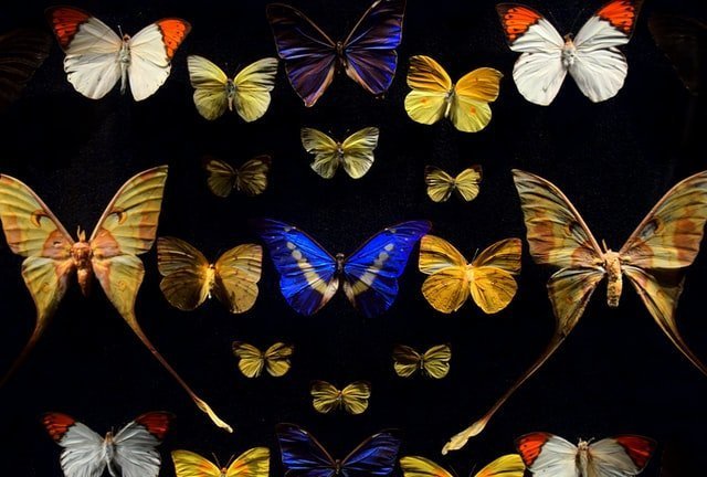 Alas de mariposa reciclables: creatividad y cuidado del medio ambiente
