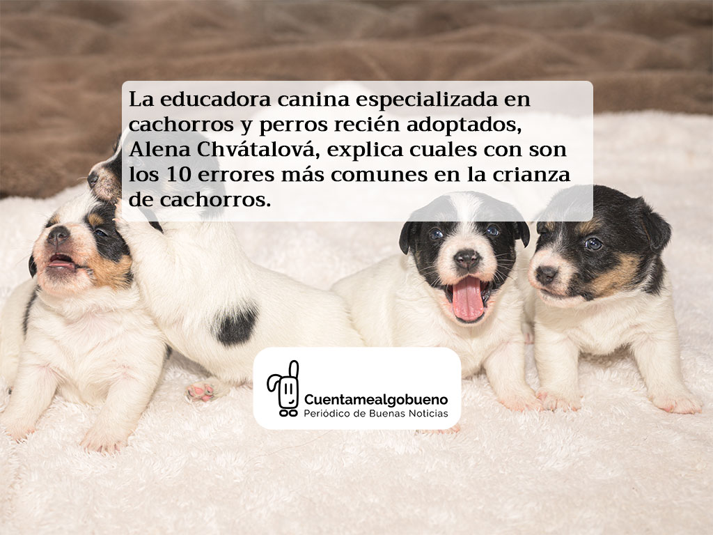 la crianza es mala para los perros